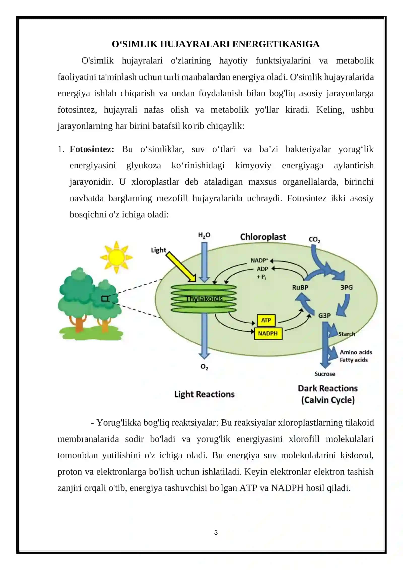 O’simlik hujayrasining energetikasi haqida 3