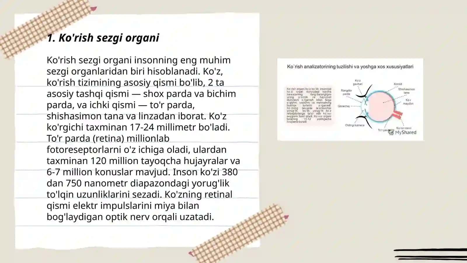 Sezgi organlari va analizatorlar 3