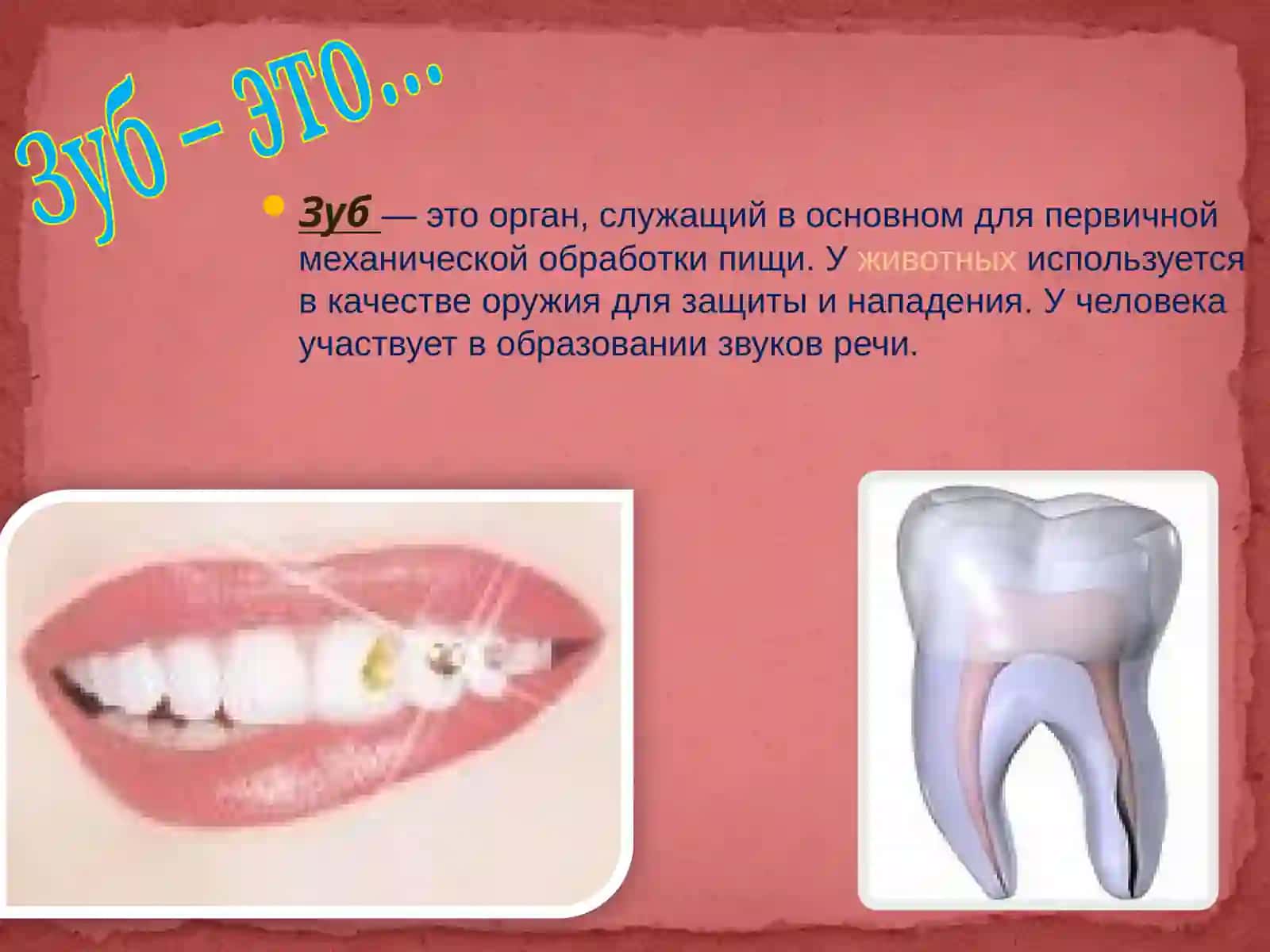 Зуб и его строение 3