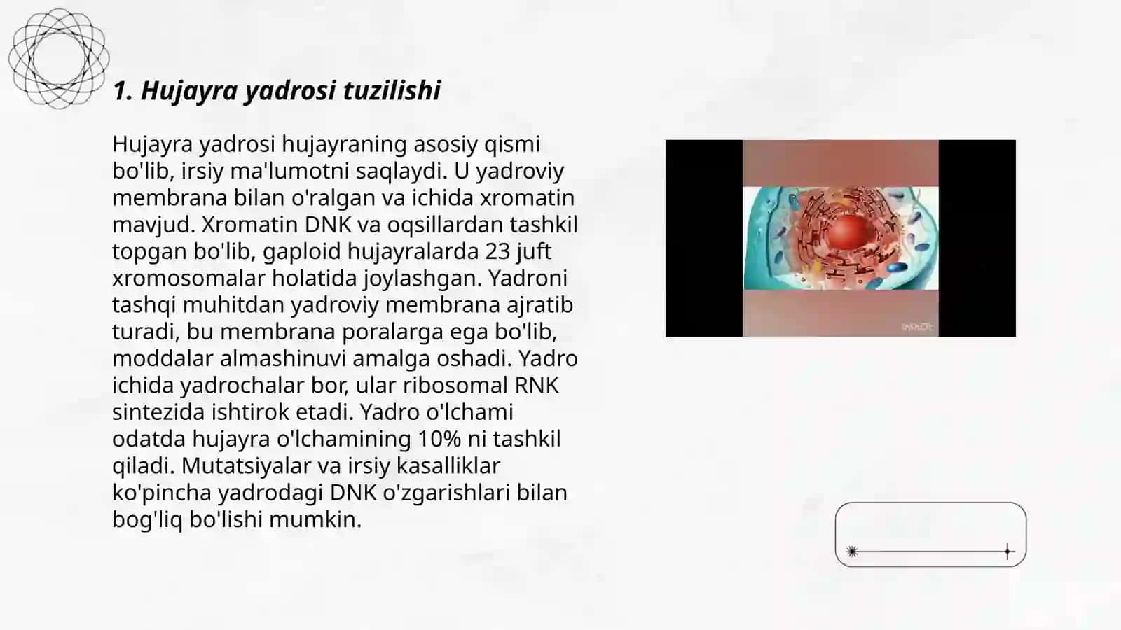 Hujayra yadrosi 3