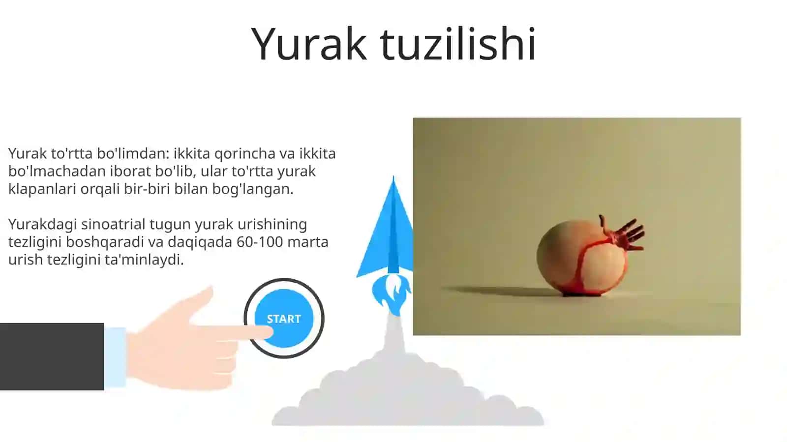 Yurakning tuzilishi va kasalliklari 3