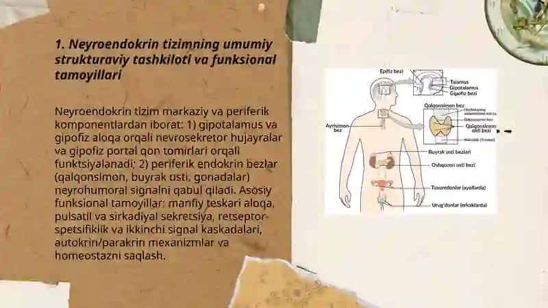 Neyroendokrin tizimning struktor funksional tavsifi 3