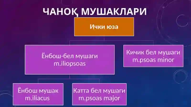 Чаноқ, сон, болдир ва товон мушаклари 3