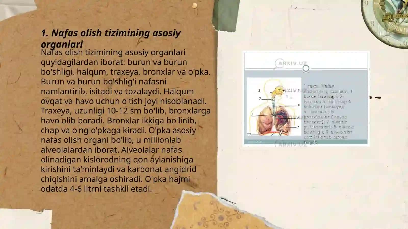 Nafas olish sistemasi 3