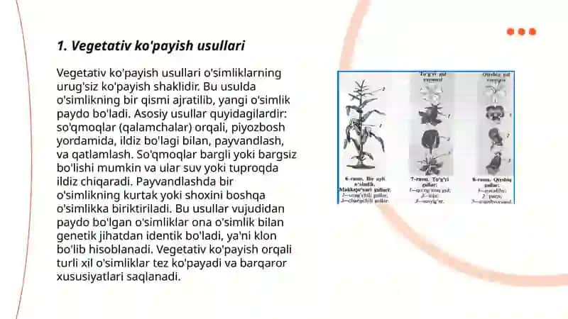Vegetativ ko'payish usullari 3