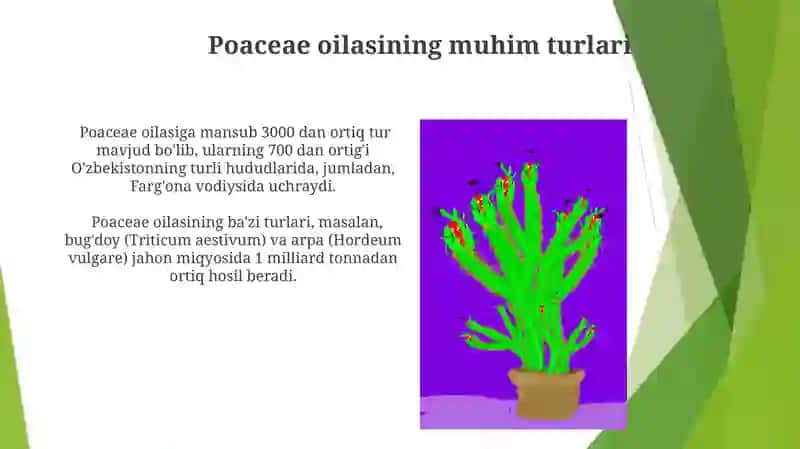 Poaceae va Alliaceae oilalarining mazmuni 3
