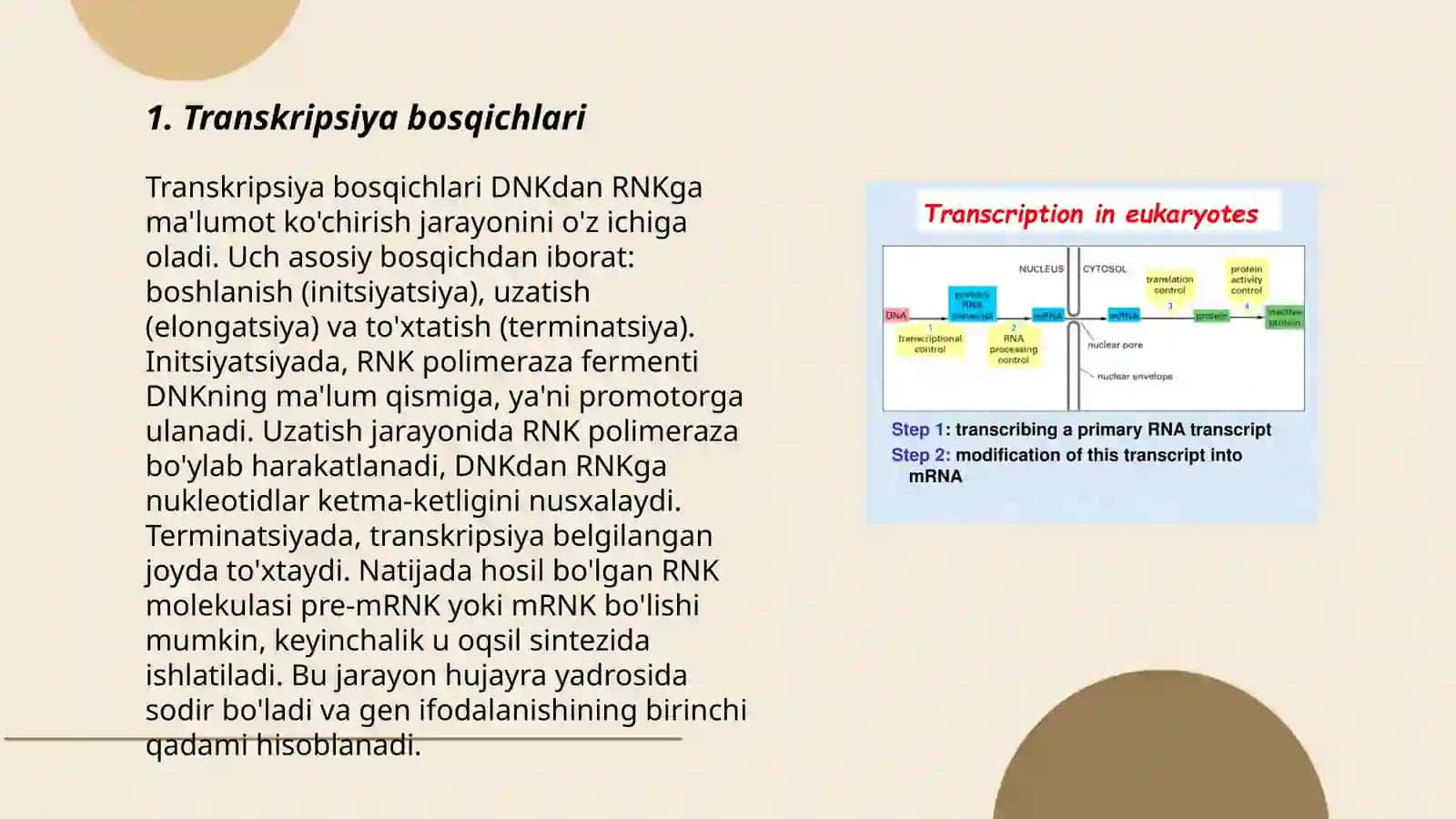 Transkripsiya jarayoni 3