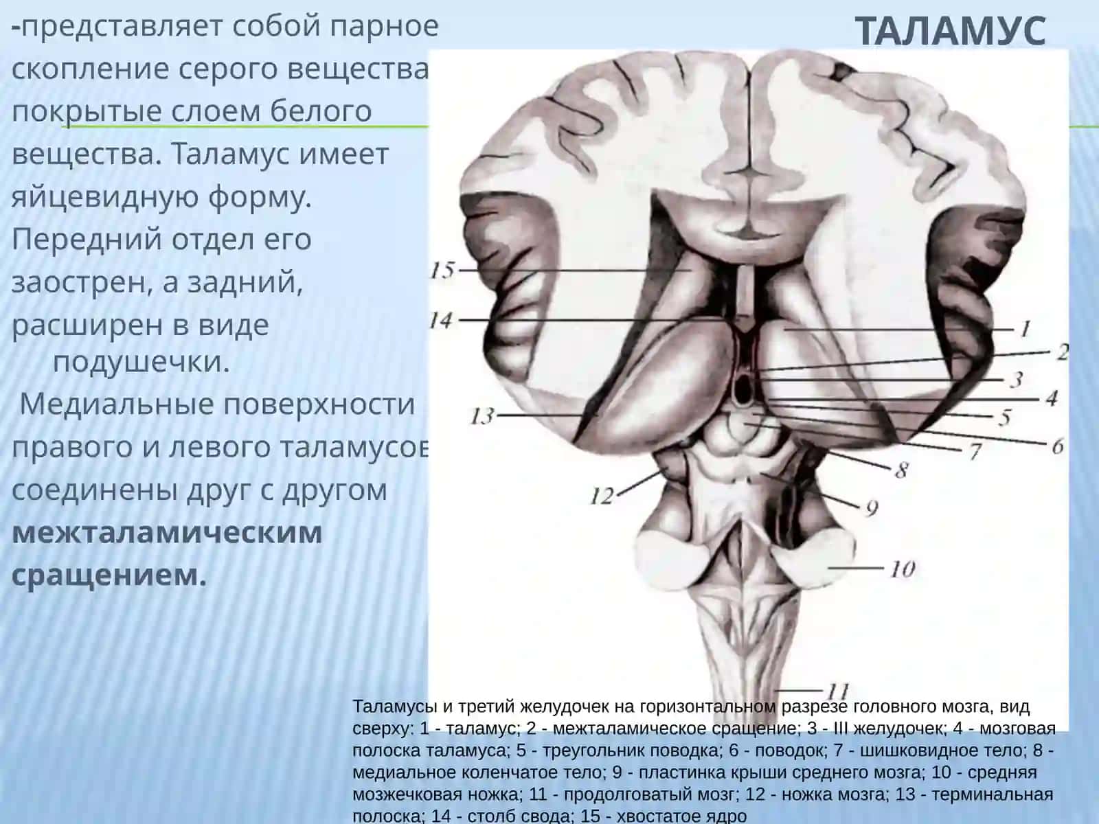 Анатомия промежуточного мозга 3