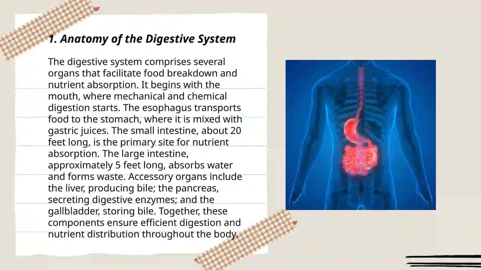 Digestive system 3
