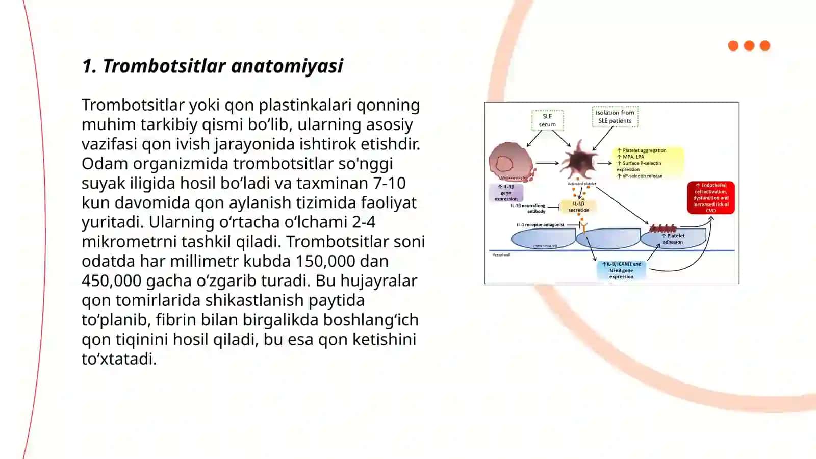 Trombotsitlar anatomiyasi 3