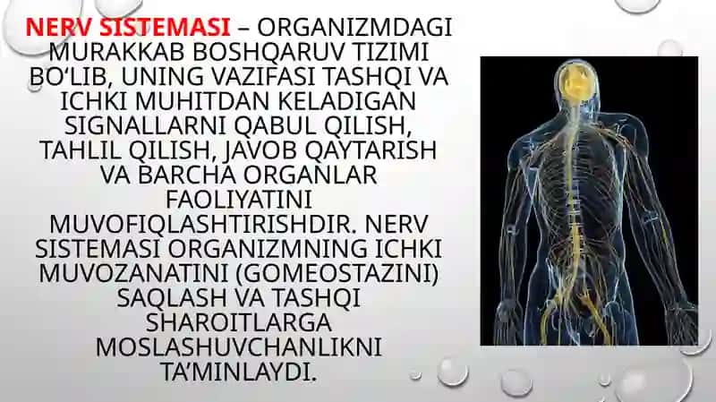 Vegetativ oliy markazlar va ularning funksional ahamiyati 3