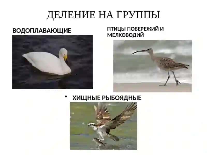 ВОДНО-БОЛОТНЫЕ ПТИЦЫ 3