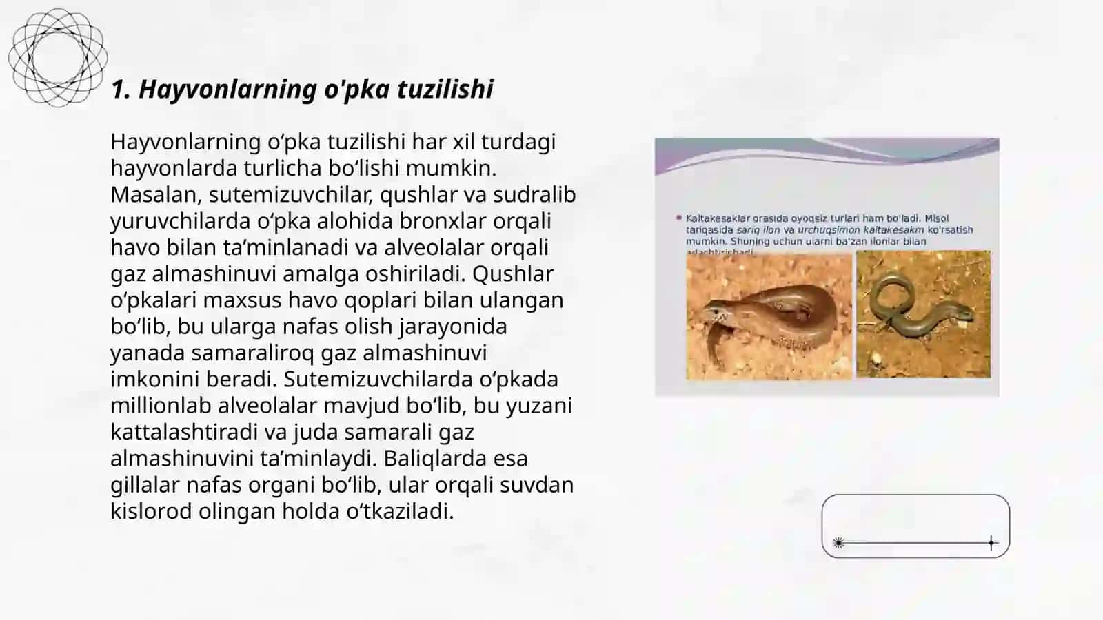 Hayvonlarning o'pka tuzilishi 3