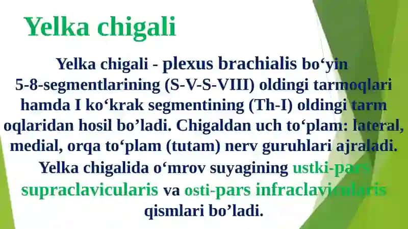 Yelka chigali qo'l terisining innervatsiyasi 3