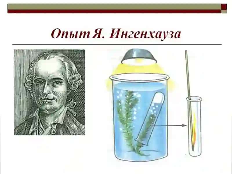 O’SIMLIKLARNING HAVODAN OZIQLANISHI 3
