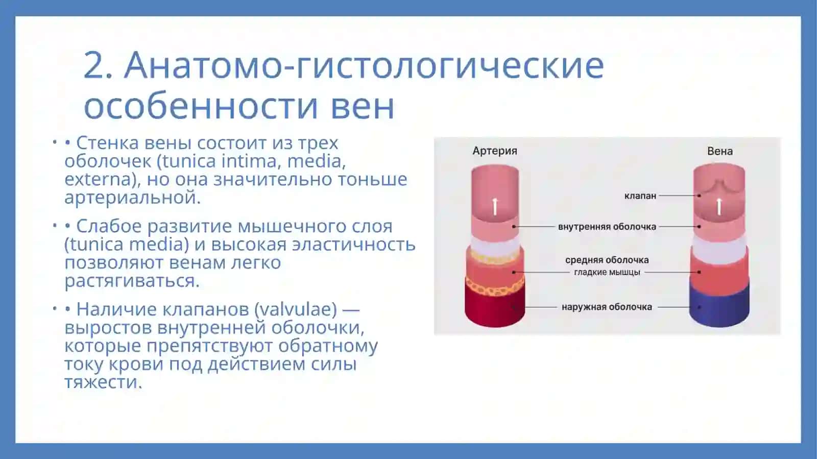 Презентация: Значение и особенности венозной системы. 3