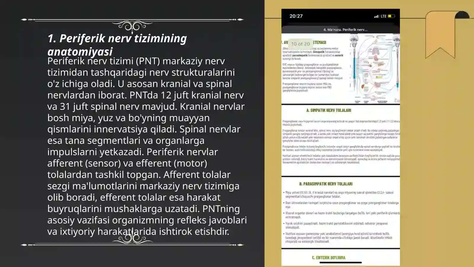 Pereferik nerv sistemasi 3