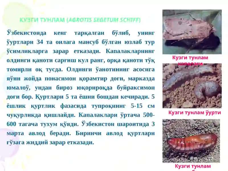 Кузги тунлам (Agrotis segetum Schiff) 3