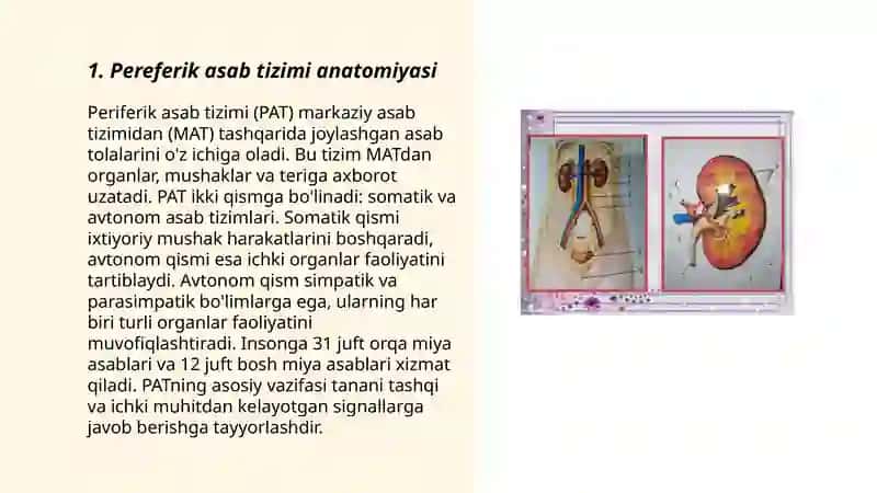 Pereferik asab tizimi anatomiyasi 3