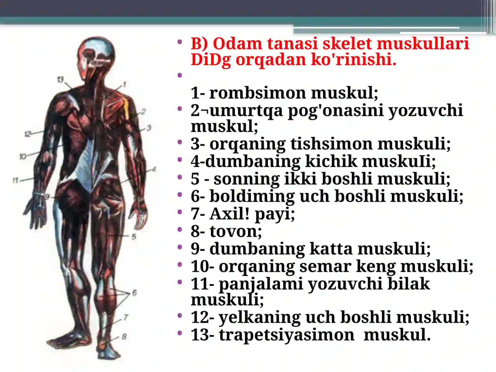 Muskullar va ularning funksiyasi 3