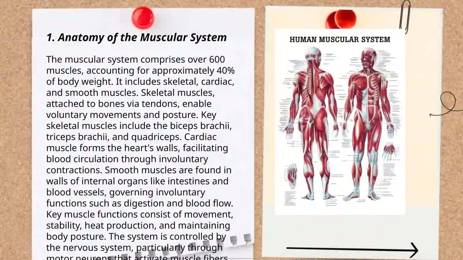 Muscular system of human being 3