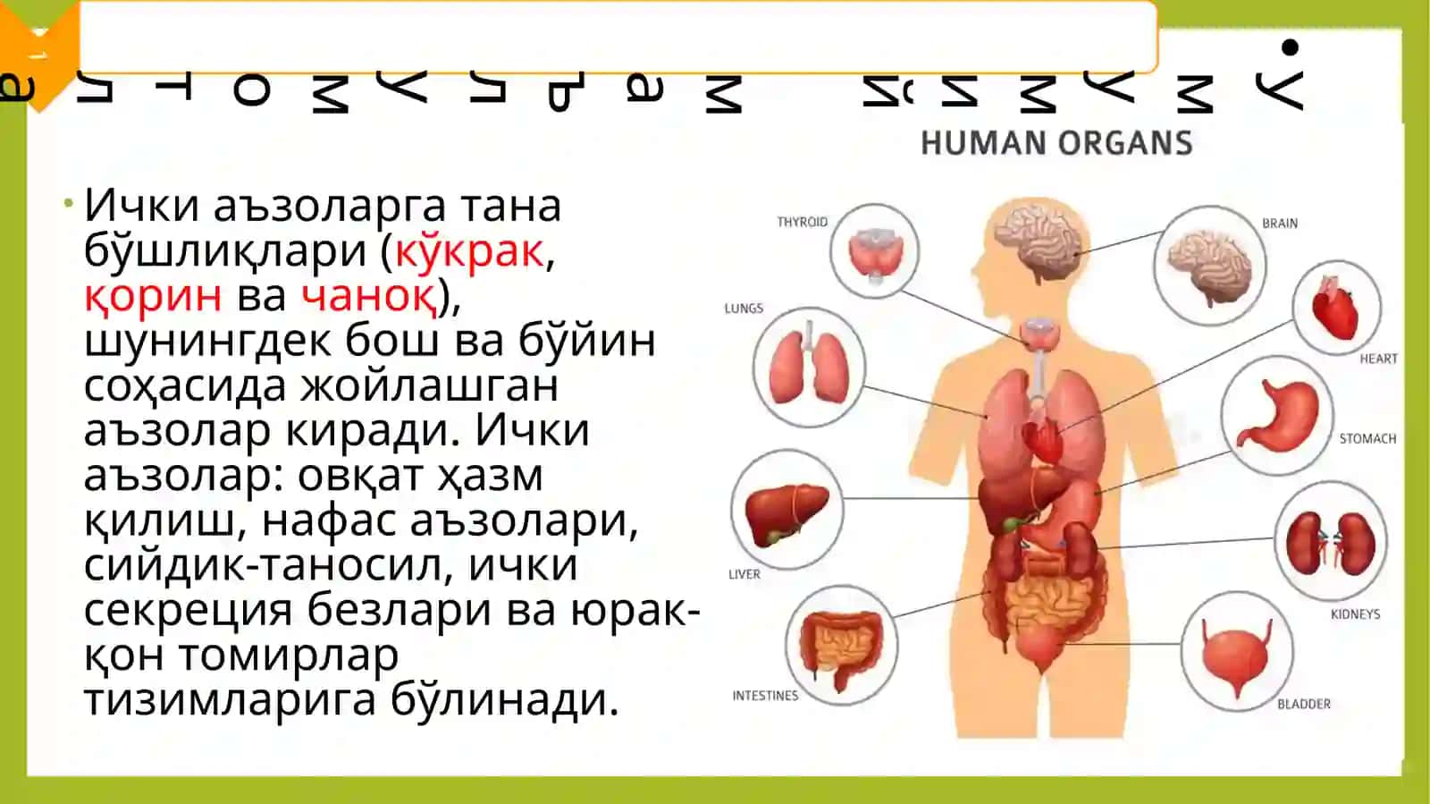 Ичкиаъзолар 3