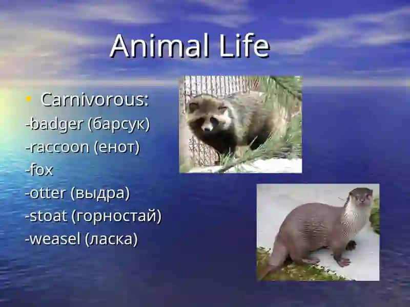 Wildlife of Britain 3