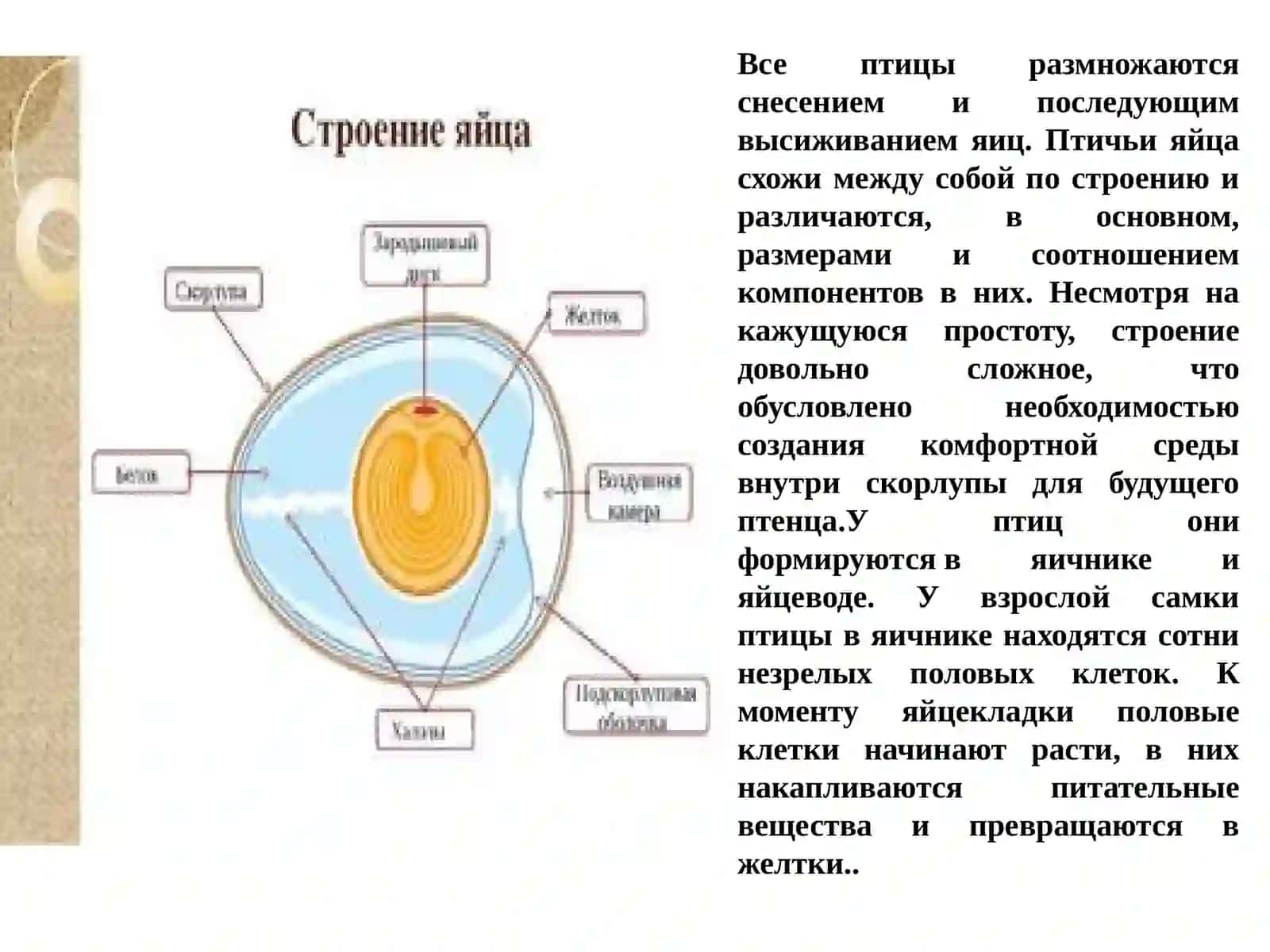 Ворона 3