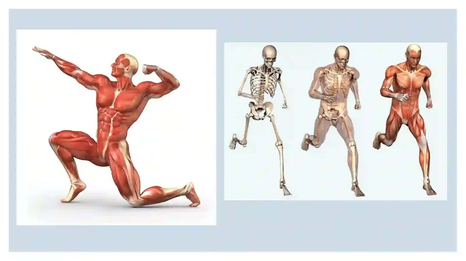 Muskullar 3