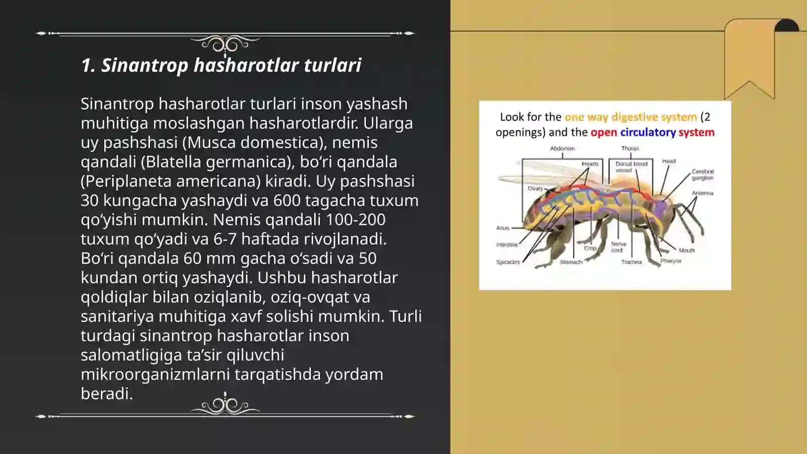 Sinantrop hasharotlarning epidemiologik ahamiyati 3