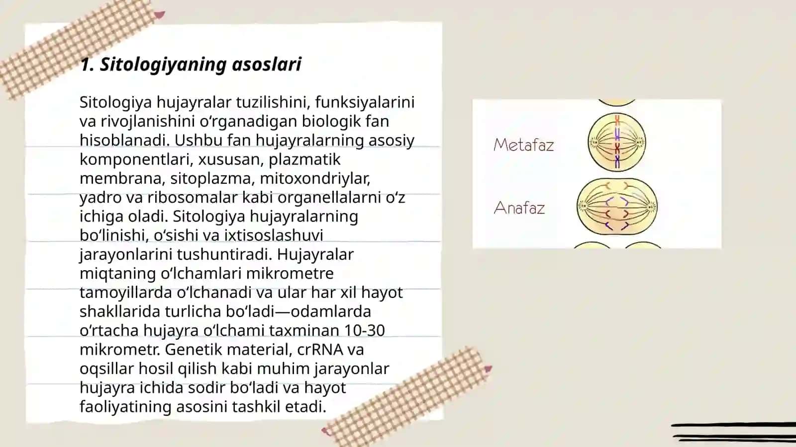 Sitologiya. Eukariot organizmlar. Mitoz. Meyoz 3