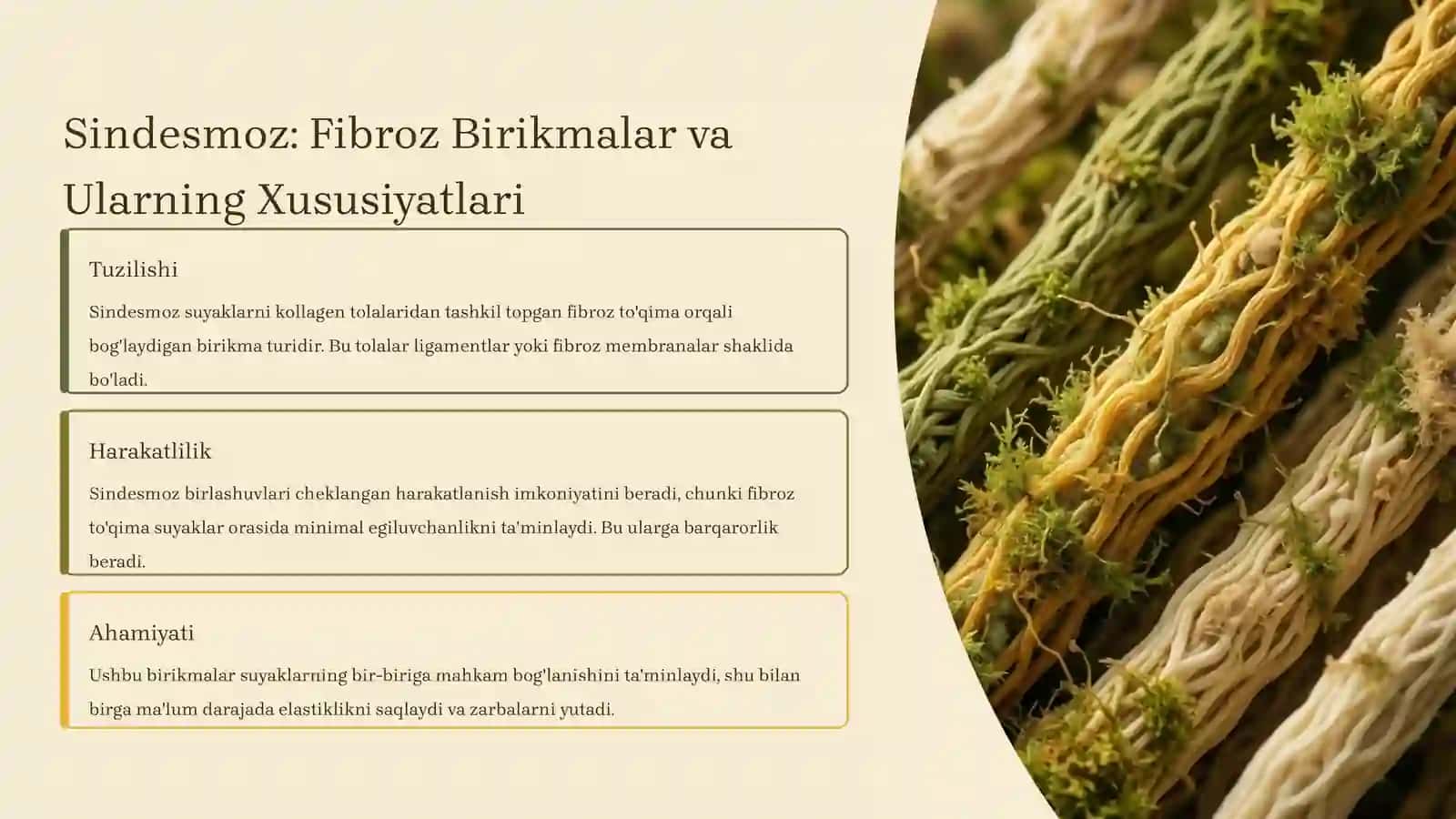 Sindesmoz, Sinxondroz, Sinostoz Birlashuvlar 3
