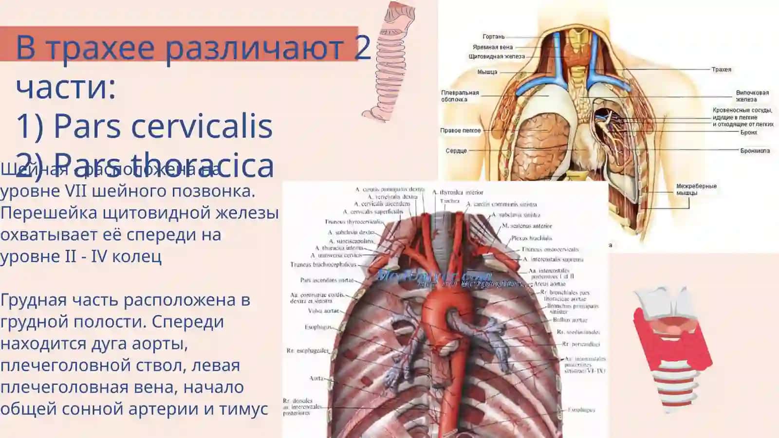 Трахея, бронхи, лёгкие 3