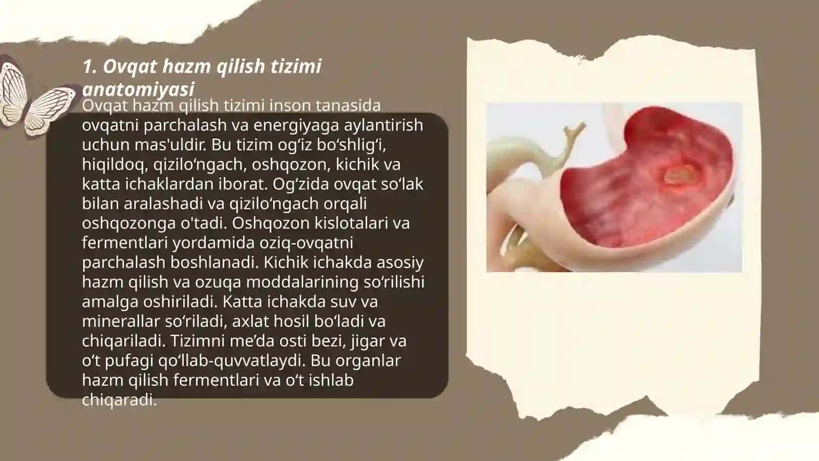 Ovqat hazm qilish tizimi anatomiyasi 3