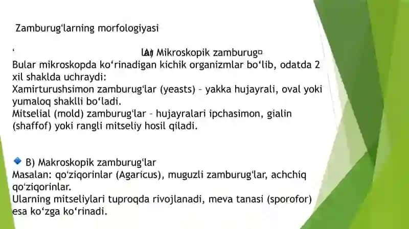 Zamburugʻlar 3