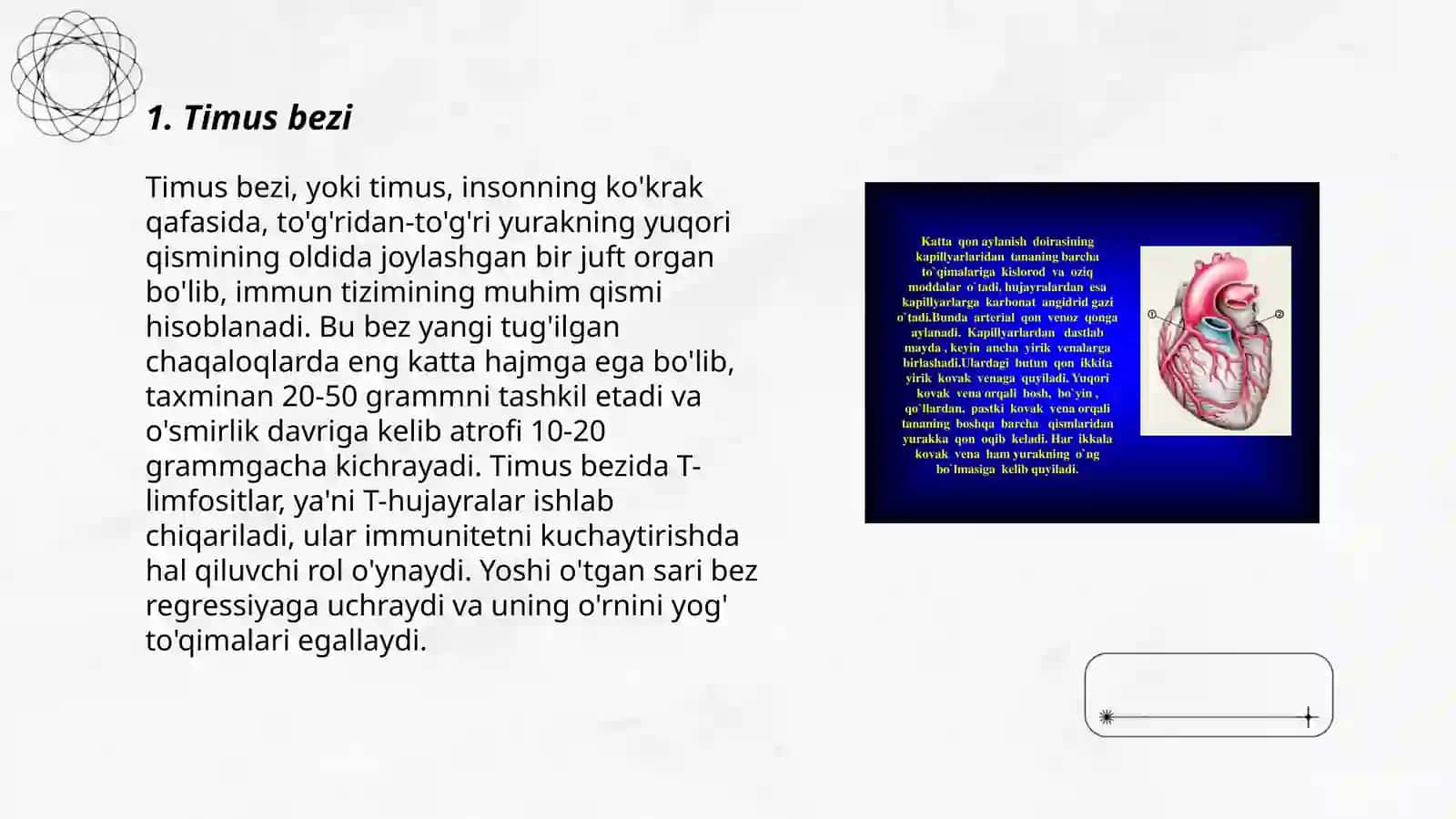 Immun tizimining markaziy organlari 3