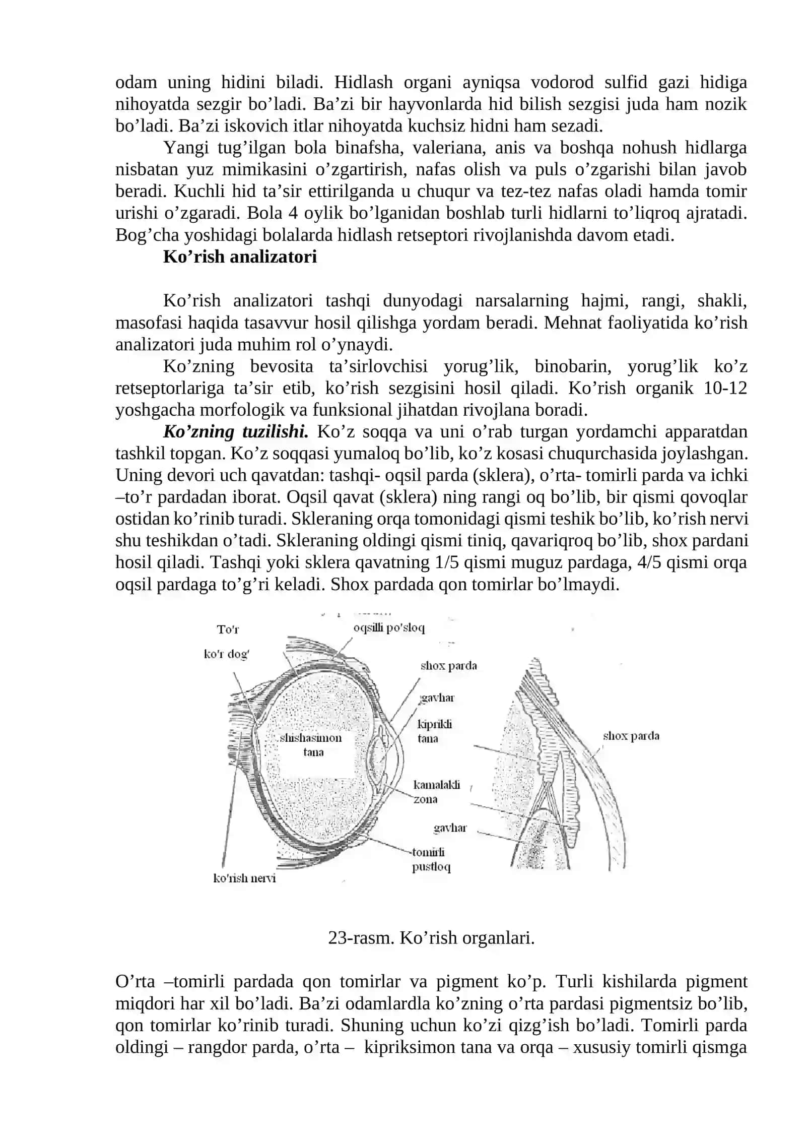 Analizatorlarning tuzulish funksiyasi va yosh xususiyatlari 3