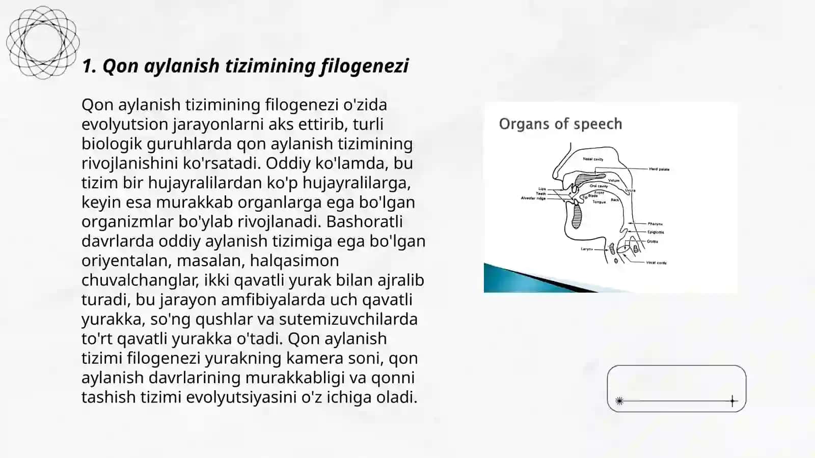 Qon aylanish tizimining filogenezi 3