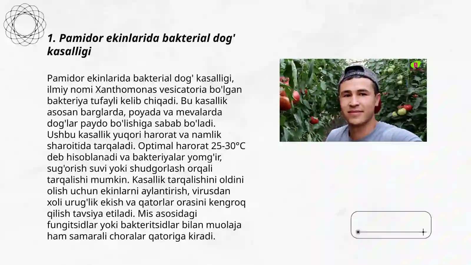 Pamidor ekinlarining bakteriyali kasaliklari 3
