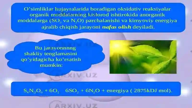 O‘simliklarda Nafas olish jarayoni 3