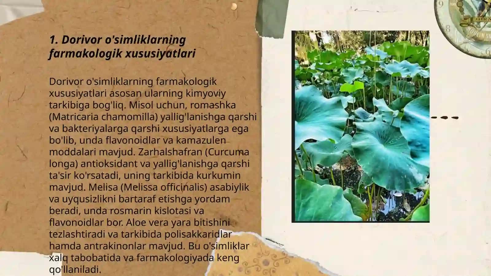Botanika bog'ida introduksiya qilingan dorivor o'simliklar 3