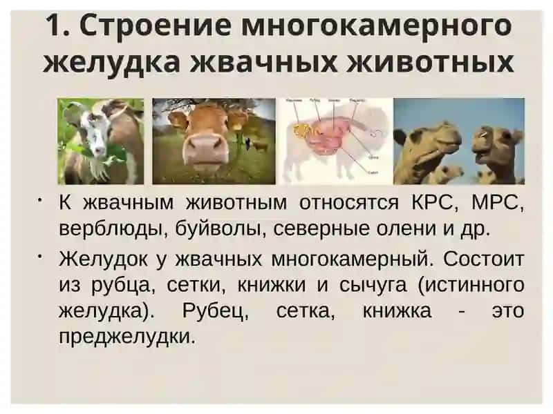 Пищеварительной системы жвачных животных 3