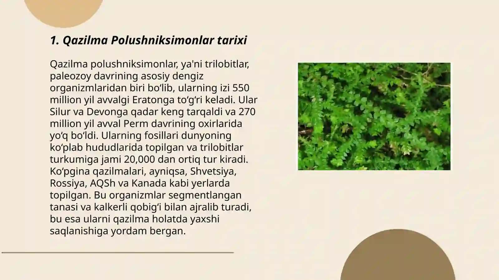 Qazilma Polushniksimonlar (Isoetopsida )ajdodi 3