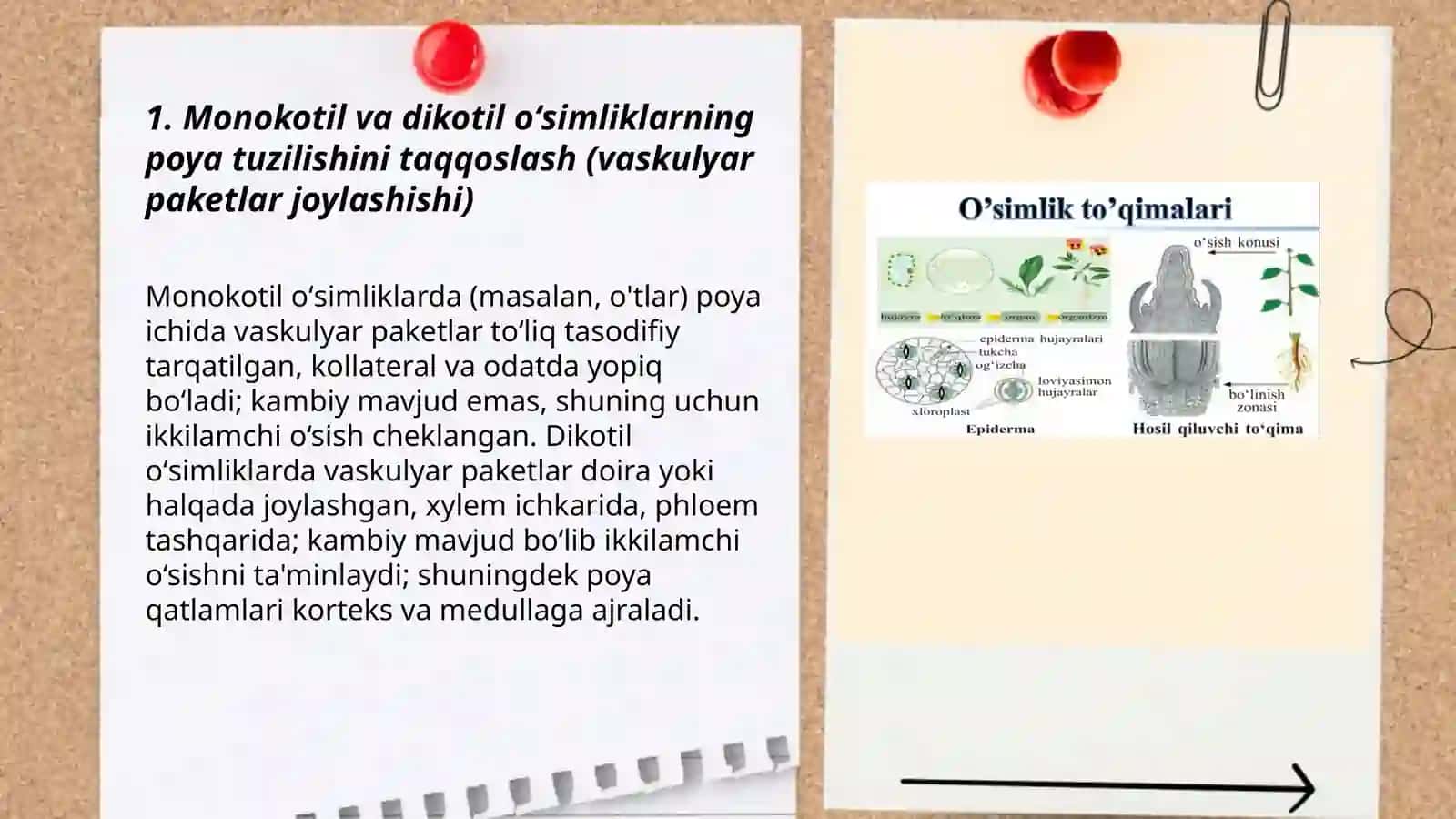 oʻsimliklarning tuzilishini taqqoslash 3