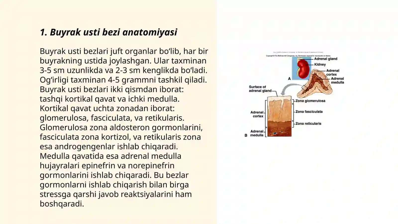 Buyrak usti bezi 3