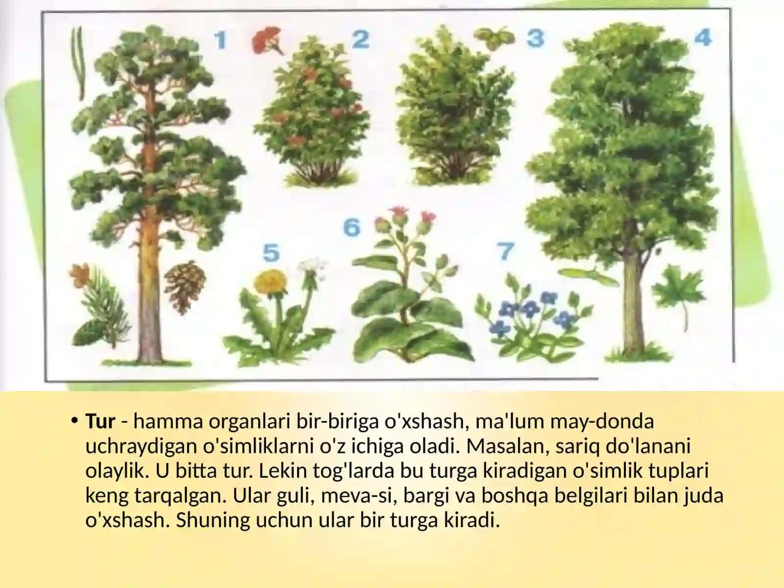 6-sinf Botanika O'simliklar sistematikasi haqida 3