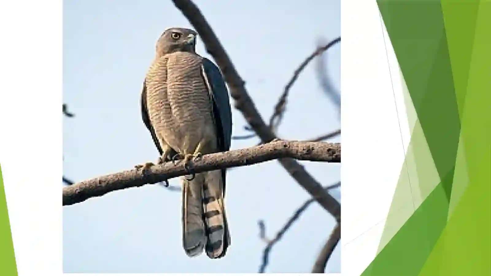 Theshikra (Accipiter badius) 3