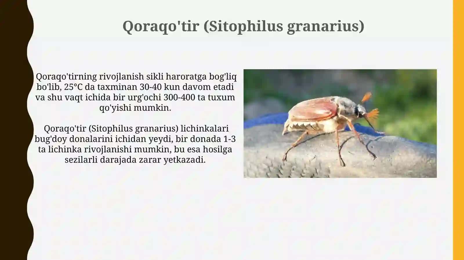 Bugdoyga zarar keltiruvchi hashorotlar 3