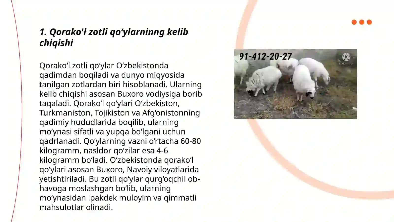 Qorako'l zotli qo‘ylari 3