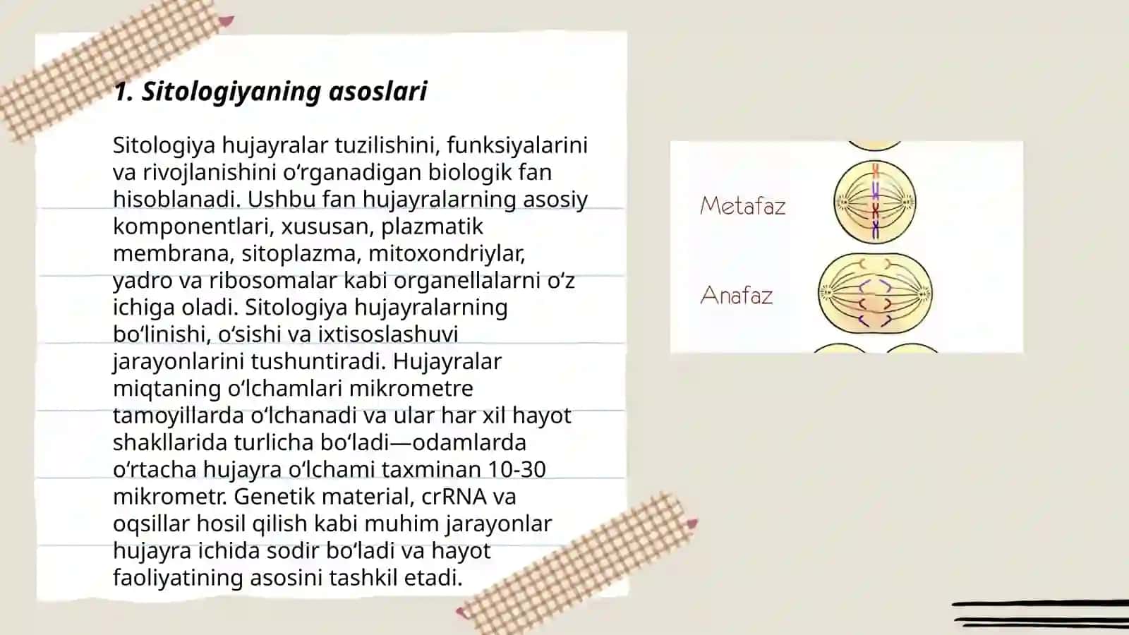 Sitologiya. Eukariot organizmlar. Mitoz. Meyoz 3